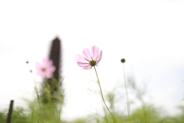 コスモス