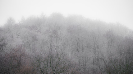 Obraz na płótnie Canvas Snowy and icy tree tops