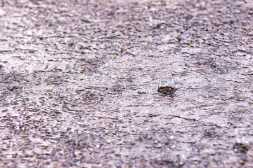 Closeup up view of a rain drops falling on a concrete patio on a background of a house. Large drops create multiple splashes.
