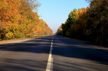 Fototapeta premium Golden autumn in central Russia. Picturesque trees lit by sunshine - sunny landscape in bright sunlight. An empty asphalt road.