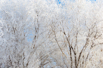 Covered with snow and frost tree branches on a frosty winter day.
