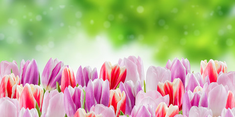 Nature background with tulip flowers