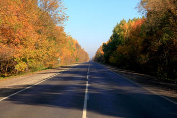 Golden autumn in central Russia. Picturesque trees lit by sunshine - sunny landscape in bright sunlight. An empty asphalt road.