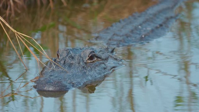 Alligator partially submerged in water sitting still and waiting to attack