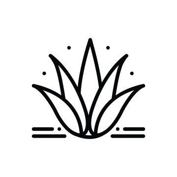 Black line icon for agave 