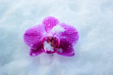 orchids in the snow © Олег Вареник