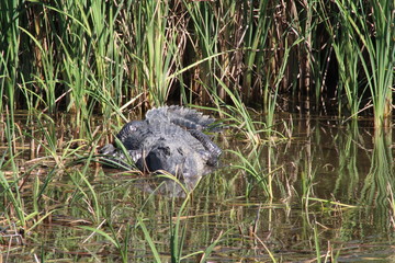 Alligator in water