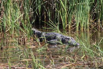 Alligator 