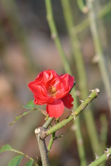 Flores ,rosas y floreros en el campo