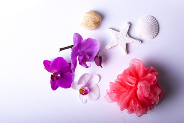 A set up of wellness items, a candle, stones, a beauty sponge, a sea star, towel, flowers, a natural sponge