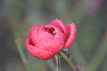 Flores ,rosas y floreros en el campo