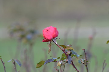 Obraz premium Flores ,rosas y floreros en el campo