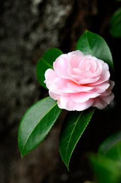 八重椿 Images Browse 66 Stock Photos Vectors And Video Adobe Stock