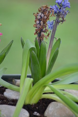 Obraz premium Flores ,rosas y floreros en el campo