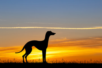 greyhound dog at sunset - obrazy, fototapety, plakaty
