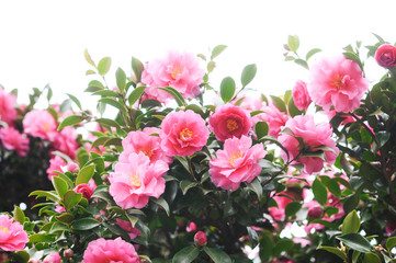 ピンクの花　サザンカ