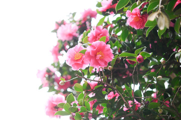 ピンクの花　サザンカ