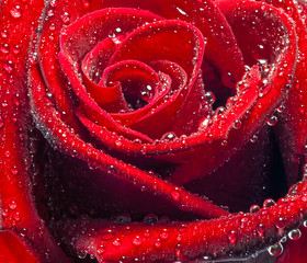 red rose petals dew drops