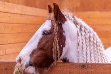 Closed up portrait of a horse with a mane weaved into pigtails.