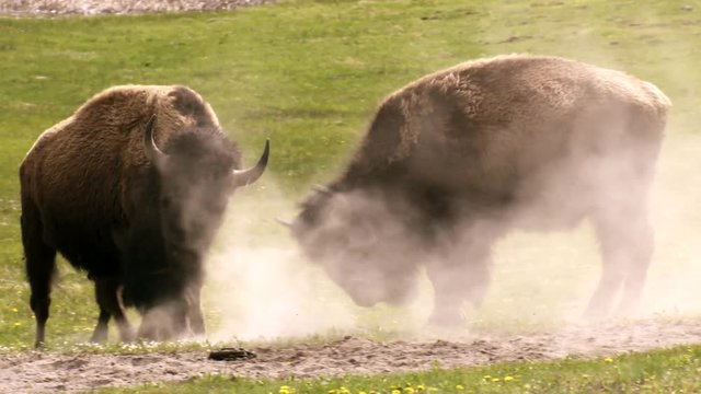 Yellowstone National Park - Two male Bison Buffalo playfully butting heads and practicing to fight in a green gassy meadow during springtime