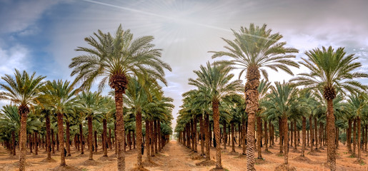Panoramic image with plantation of date palms, image depicts an advanced desert agriculture in the...