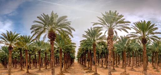 Afwasbaar Fotobehang Palmboom Panoramic image with plantation of date palms, image depicts an advanced desert agriculture in the Middle East. 