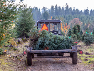 A tractor pulling a cart with a fresh cut Christmas tree of a local tree farm.