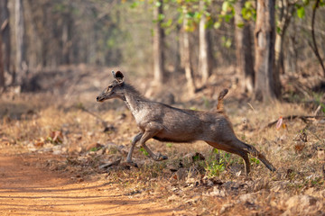 Galloping Sambar Deer seen at  Tadoba, Chandrapur, Maharashtra, India.