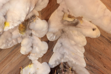White yellow fluffy mold fungus on wooden board in cellar, attic, basement in residential building