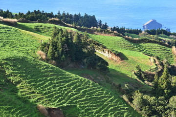 Fototapeta na wymiar Volcanic landscape on Sete Cidades, Azores, Portugal 