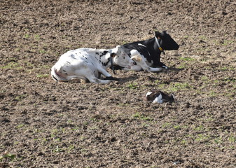 Naklejka na ściany i meble Cows resting in the field