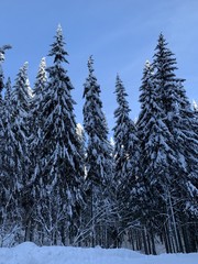 Winter forest with great snow. Pine trees with fresh snow