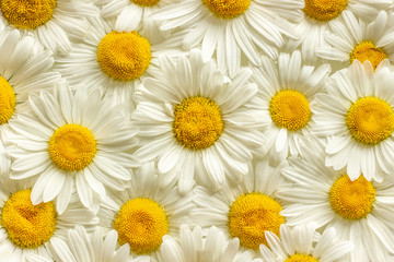 Fototapeta premium Many field flowers chamomile daisies close up as background or texture for your design