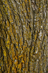 Yellow organic patterns on the tree trunk
