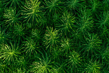 Green decorative plant grass, background, texture. Euphorbia cyparissias ornamental perennial in landscape design garden or park Abstract pattern Top view