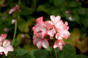 Close-up Phlox pink with white strips blossoming,background image of the colorful flowers with copy space