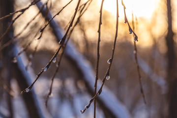 Park in the winter at sunrise