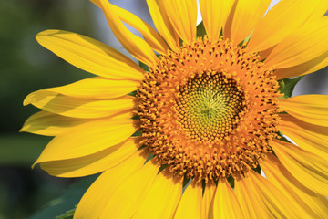 Closeup sunflower with pollen spring summer natural background.