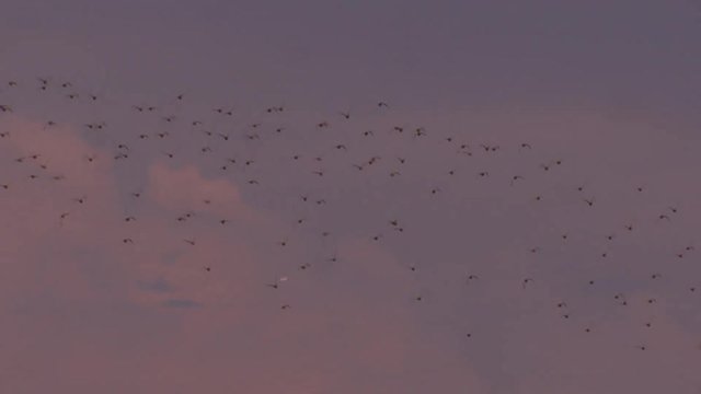 Flock of birds swooping and diving over beautiful wetlands grasses and water with mountains in background. Bear River National  Migratory Bird Refuge in Utah near the Great Salt Lake at sunset.