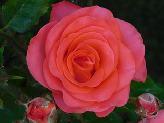 A beautiful pink rose, or rosa