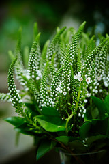 Green flower bouquet 