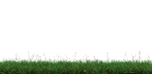 Strip of Wild Green Grass