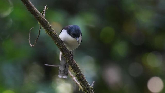 Dark-backed Sibia bird in Thailand and Southeast Asia.