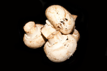 mushrooms isolated on black background