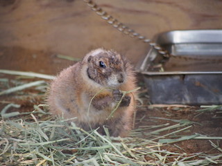 動物園の動物