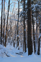 impassable forest in winter covered with snow