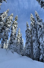 Winter forest with great snow. Path among pine trees