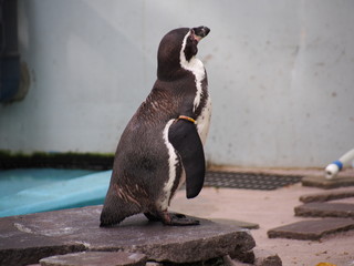 春のペンギン