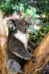Koalas eat leaves of eucalyptus trees.