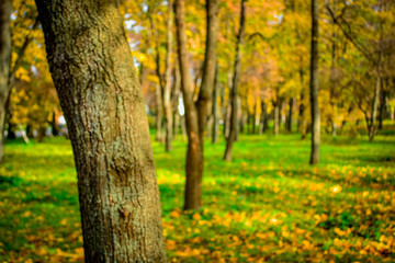 Beautiful autumn park